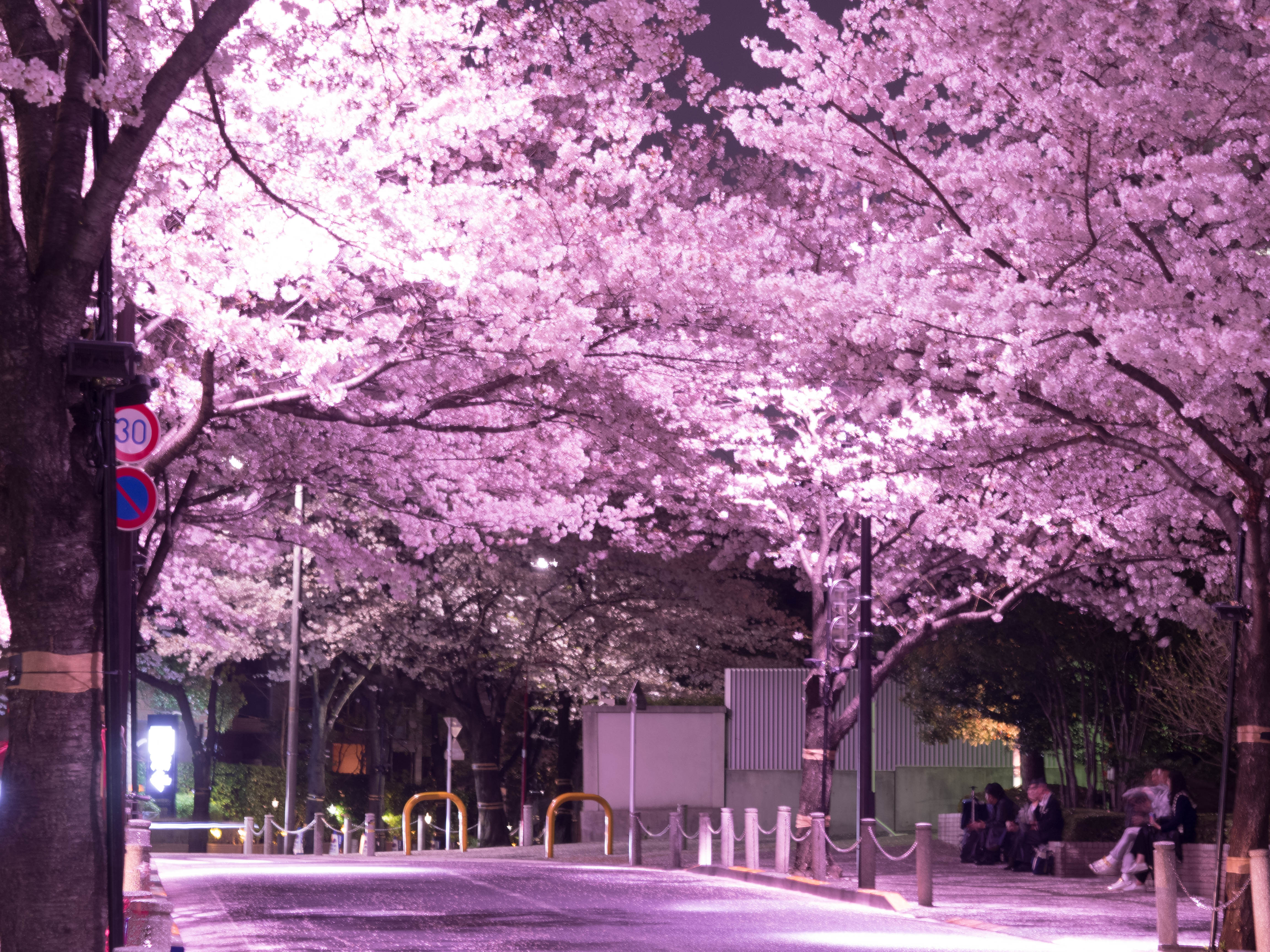 最高のコレクション Pc 壁紙 夜桜 ただ素晴らしい花